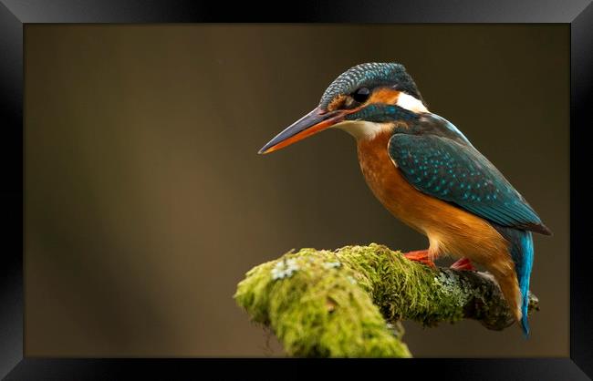 Kingfisher waiting patiently Framed Print by harry morgan