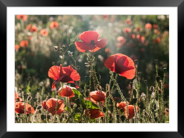 Poppies Framed Mounted Print by Alf Damp