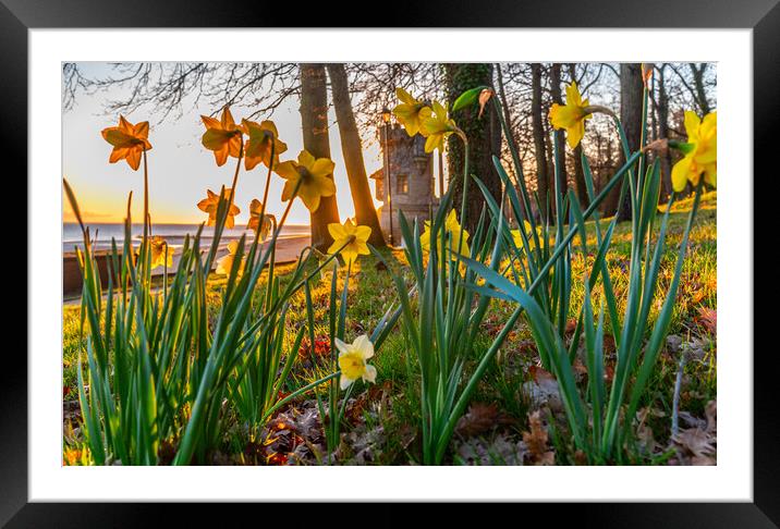 Daffodils at sunrise Framed Mounted Print by Alf Damp
