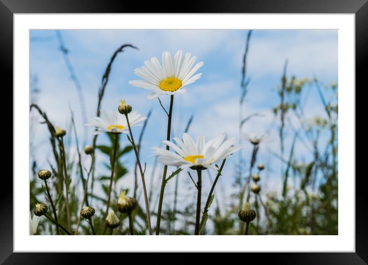 Field daisies in the sun Framed Mounted Print by Alf Damp