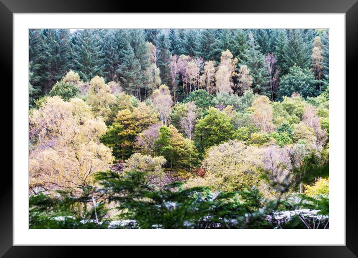 Varied colours of autumn in the trees, Brundholme  Framed Mounted Print by Alf Damp