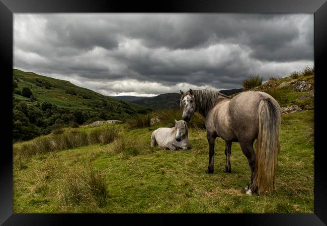 Wild fell horses before the storm Framed Print by Marlane Clarke
