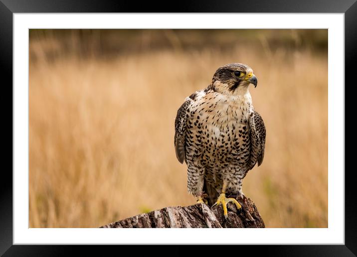 Saker hybrid falcon  Framed Mounted Print by Marlane Clarke