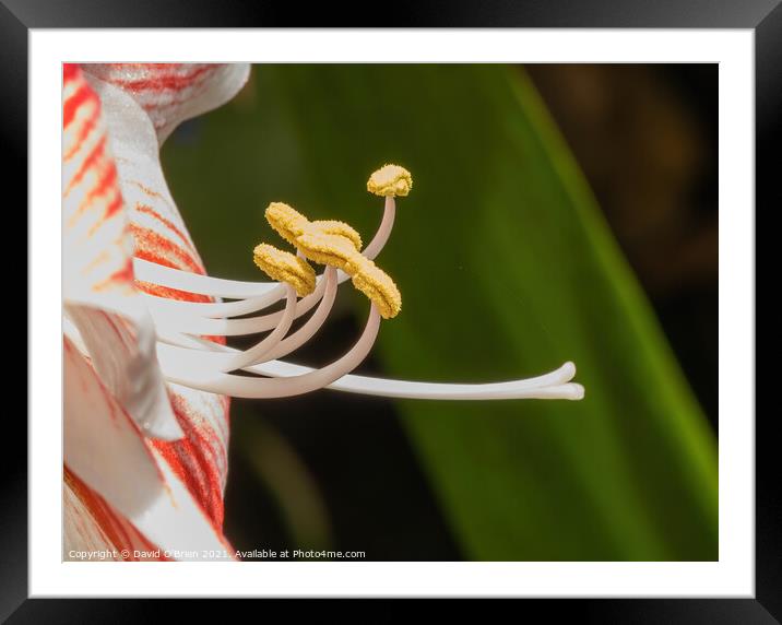 Flower detail Framed Mounted Print by David O'Brien