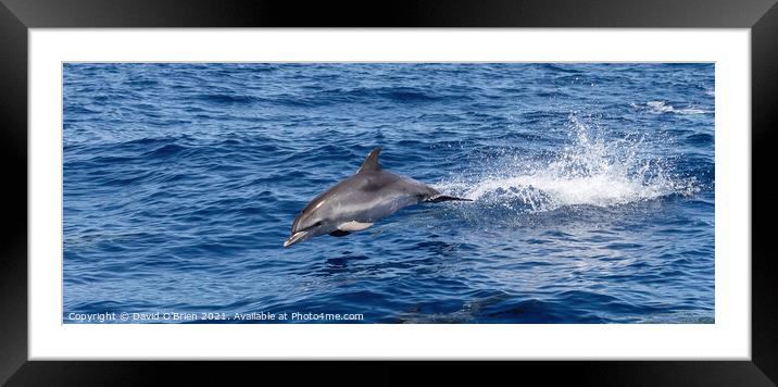 Bottlenose Dolphin Framed Mounted Print by David O'Brien