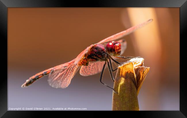 Red-veined Dropwing Dragonfly (male) Framed Print by David O'Brien