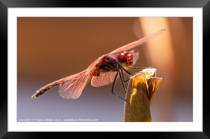 Red-veined Dropwing Dragonfly (male) Framed Mounted Print by David O'Brien