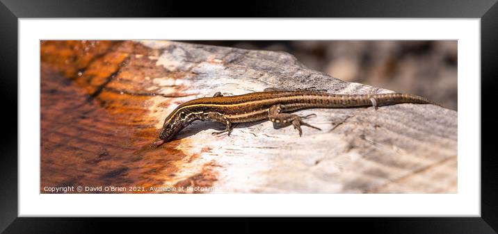 Lizard having a drink of water Framed Mounted Print by David O'Brien
