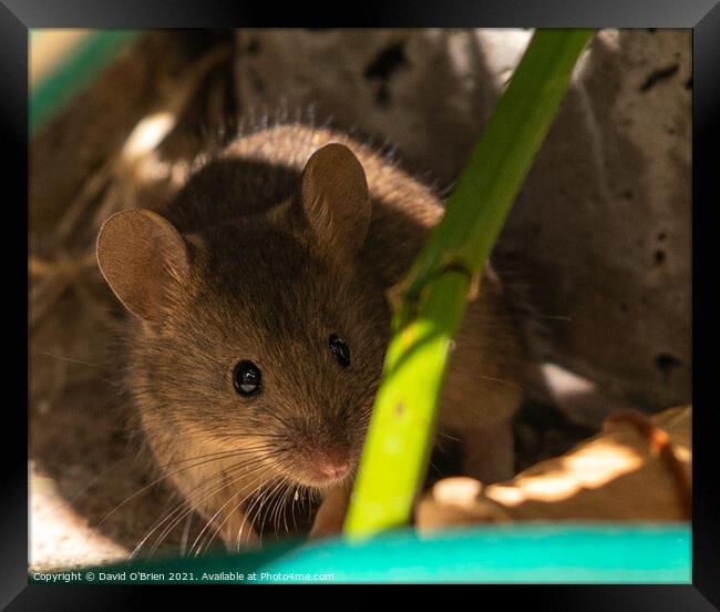 Curious mouse in garden foliage Framed Print by David O'Brien