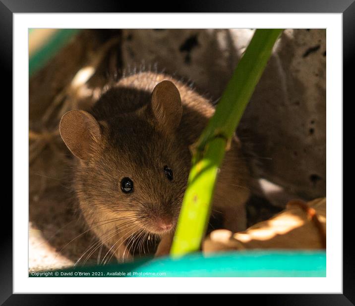Curious mouse in garden foliage Framed Mounted Print by David O'Brien