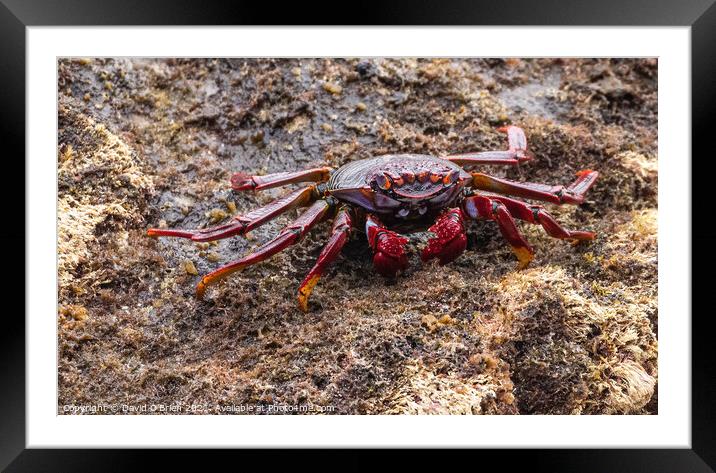 Red Rock Crab Framed Mounted Print by David O'Brien
