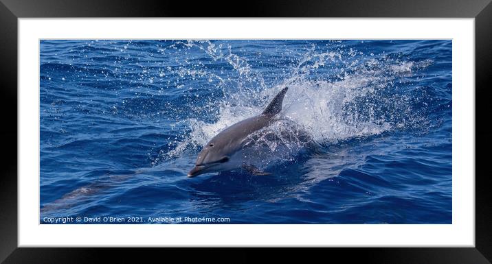 Dolphin playing in the waves Framed Mounted Print by David O'Brien