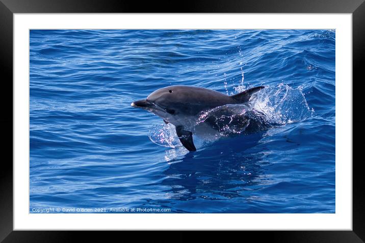 Dolphin playing in the waves Framed Mounted Print by David O'Brien