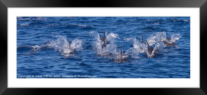 Pod of dolphins Framed Mounted Print by David O'Brien