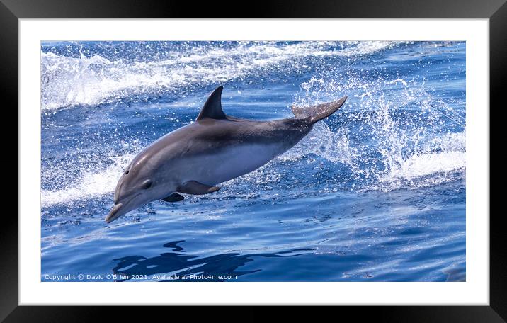 Dolphin leaping Framed Mounted Print by David O'Brien