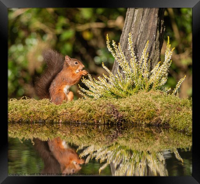Red Squirrel Framed Print by David O'Brien