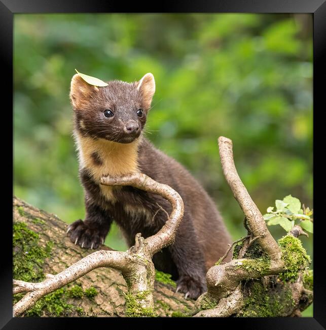 European Pine Marten Framed Print by David O'Brien