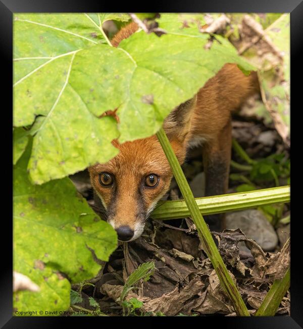 Curious and frightened fox Framed Print by David O'Brien