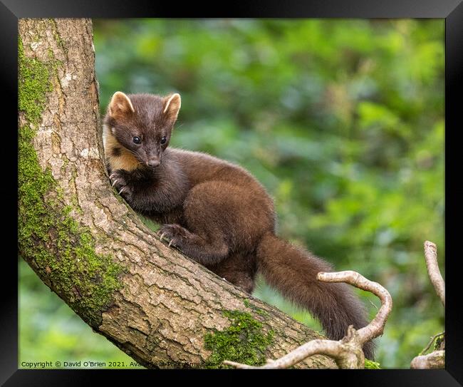 European Pine Marten Framed Print by David O'Brien