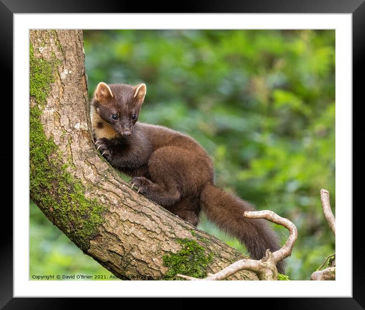 European Pine Marten Framed Mounted Print by David O'Brien