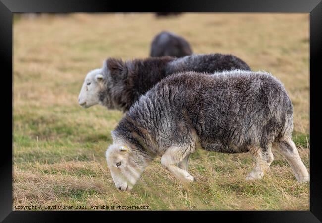 Hardwick Sheep grazing Framed Print by David O'Brien