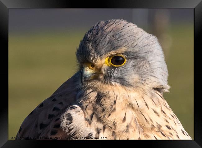 Kestrel Framed Print by David O'Brien