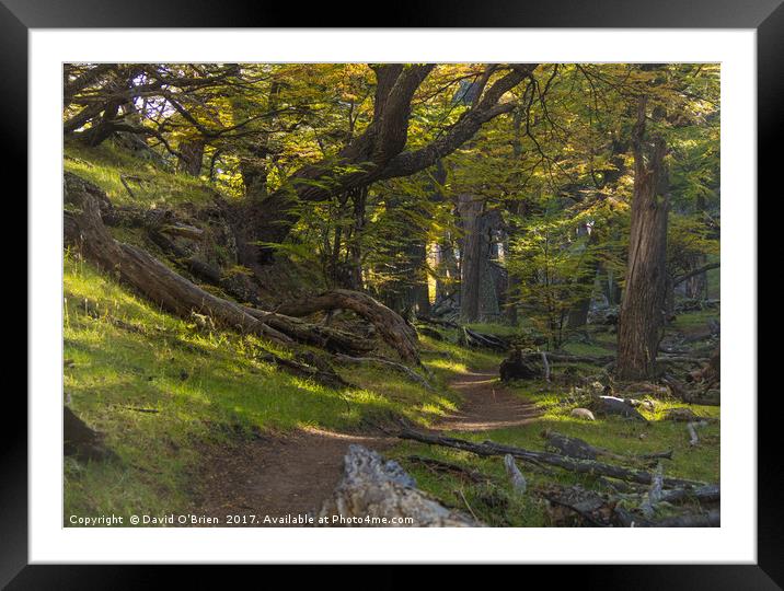 Wild Woods Framed Mounted Print by David O'Brien