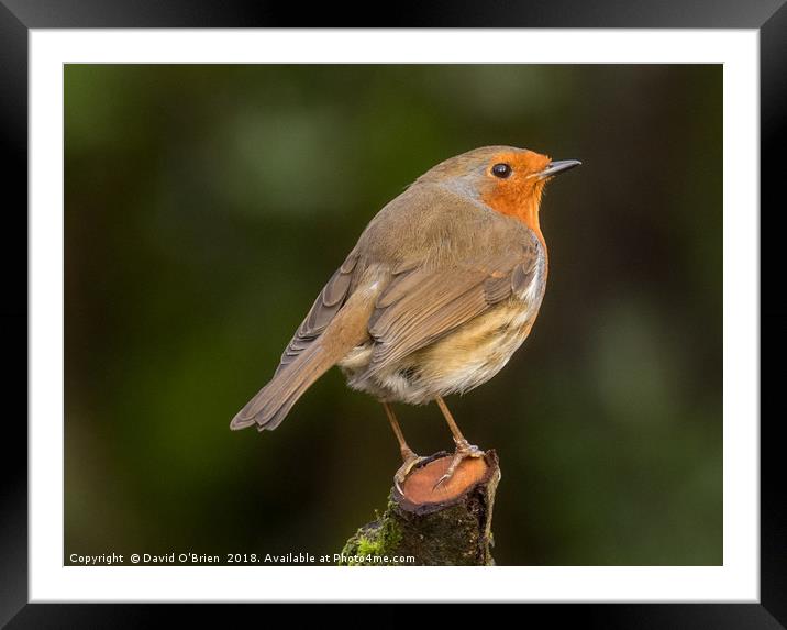 Robin Redbreast Framed Mounted Print by David O'Brien