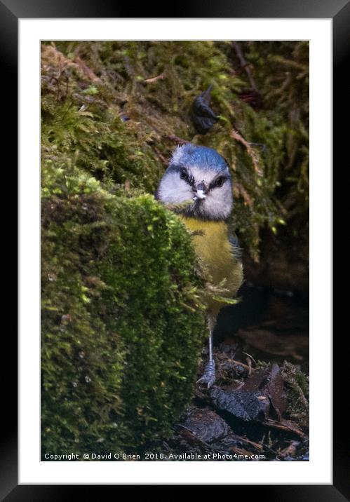 Peek-a-boo Framed Mounted Print by David O'Brien