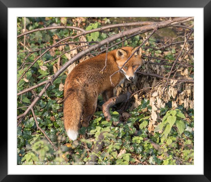 Red Fox Framed Mounted Print by David O'Brien