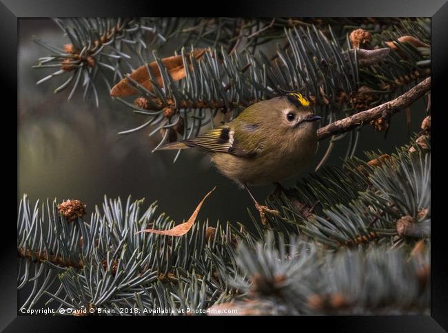 Goldcrest  Framed Print by David O'Brien