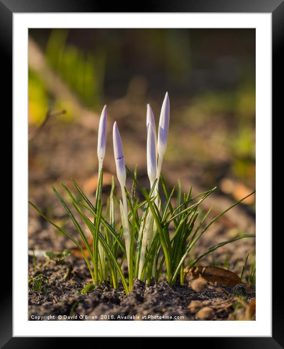 Signs of Spring Framed Mounted Print by David O'Brien