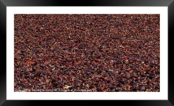 Peppers drying in the Sun Framed Mounted Print by David O'Brien