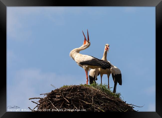 White Storks Laughing Framed Print by David O'Brien