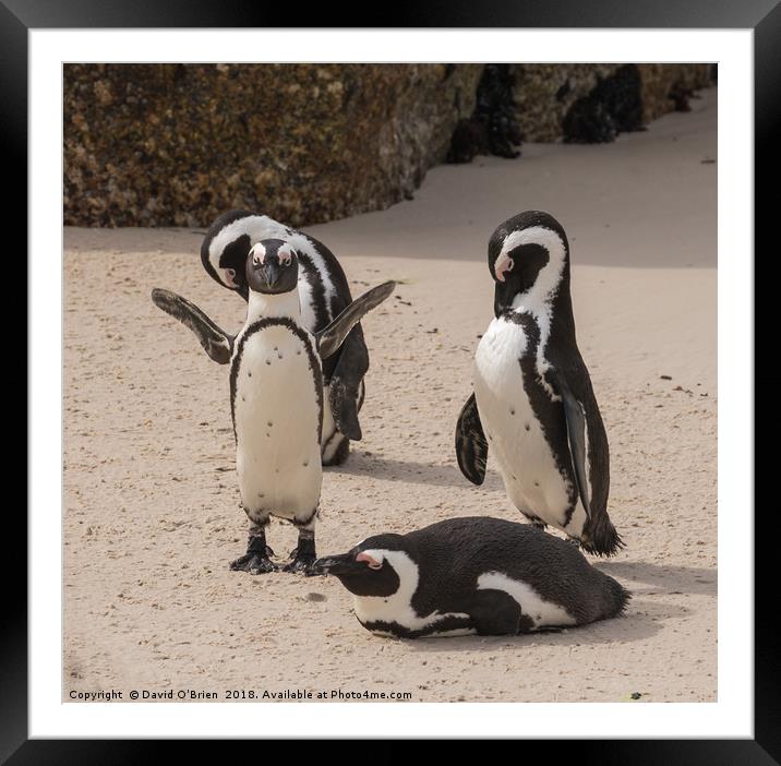 African Penguins Framed Mounted Print by David O'Brien