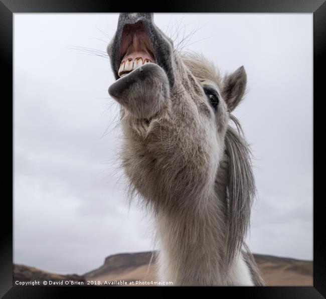 Icelandic Horse Framed Print by David O'Brien