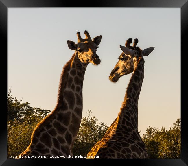 African Giraffes in morning light Framed Print by David O'Brien