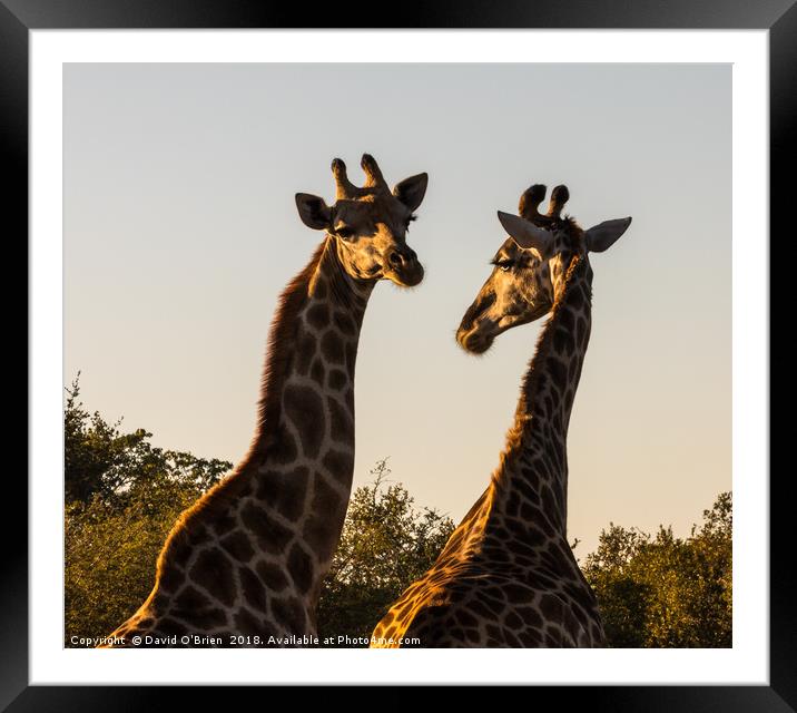 African Giraffes in morning light Framed Mounted Print by David O'Brien