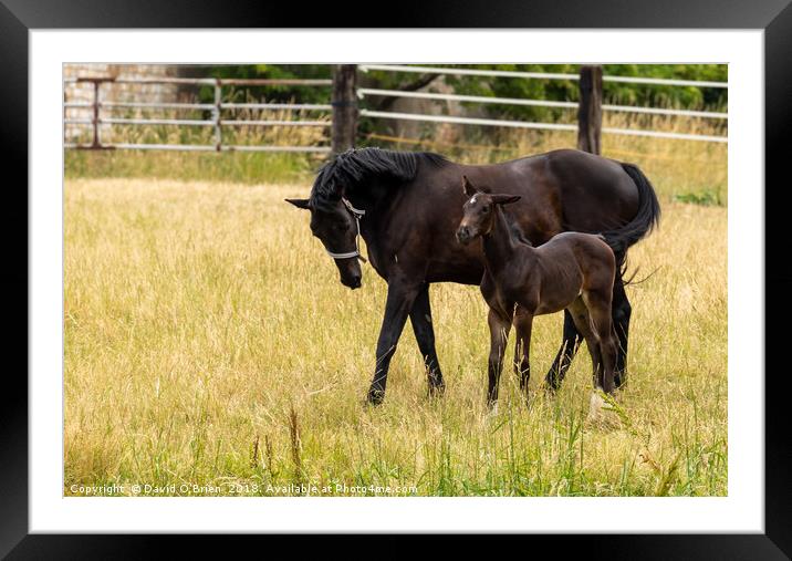 Mare and Foal Framed Mounted Print by David O'Brien