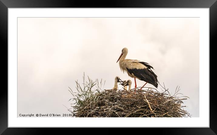 White Stork with Chicks Framed Mounted Print by David O'Brien