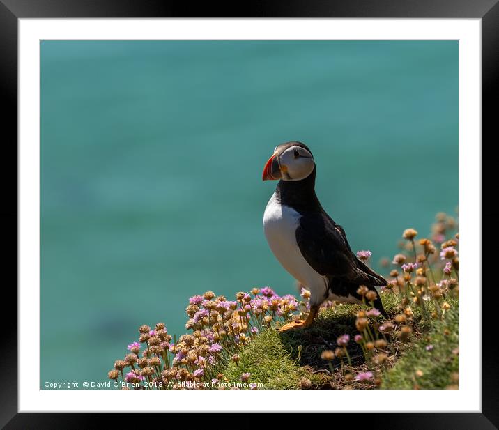 Atlantic Puffin Framed Mounted Print by David O'Brien