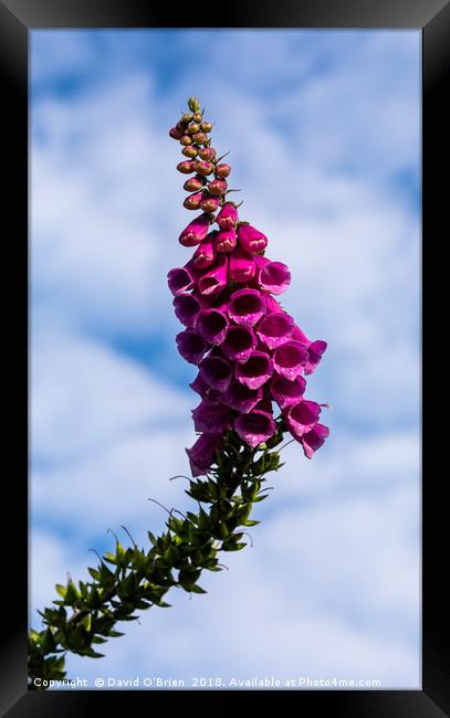 Purple Foxglove Framed Print by David O'Brien