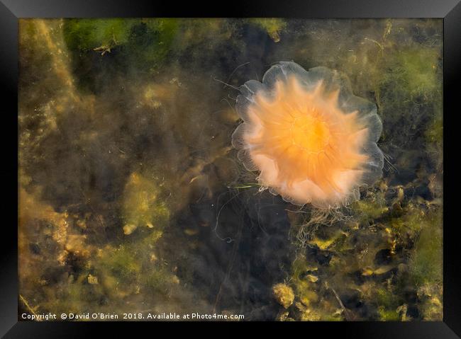 Lion's Mane Jellyfish Framed Print by David O'Brien