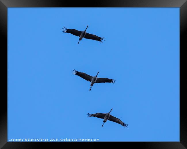 Cranes in Flight Formation Framed Print by David O'Brien