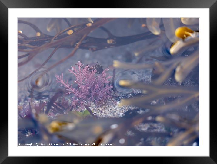 Colourful Seaweed Framed Mounted Print by David O'Brien