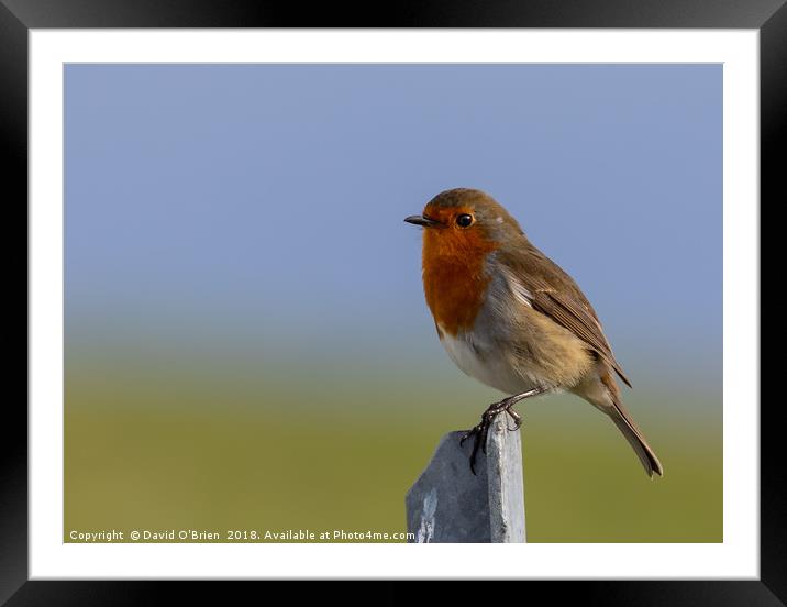 Robin Redbreast Framed Mounted Print by David O'Brien