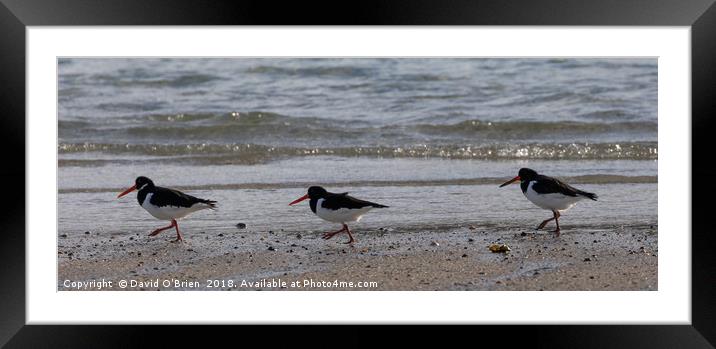 Oystercatchers Framed Mounted Print by David O'Brien