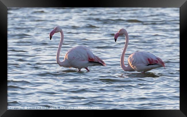 Flamingos Framed Print by David O'Brien