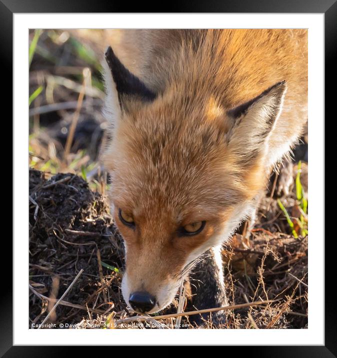 Wild Red Fox  Framed Mounted Print by David O'Brien