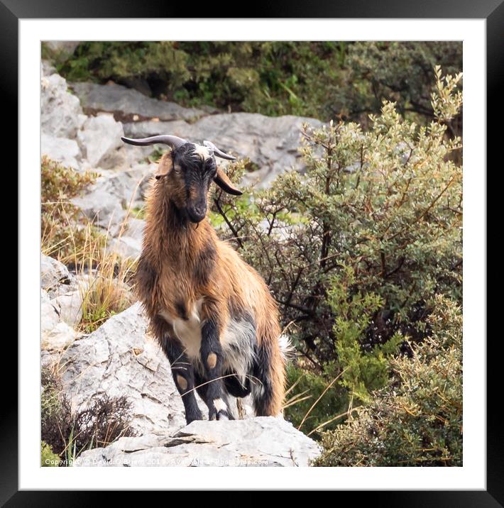 Mountain Goat Framed Mounted Print by David O'Brien